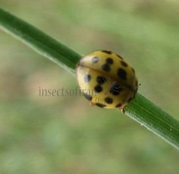 Psyllobora sp