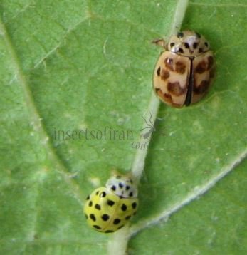 Psyllobora vigintiduopunctata
