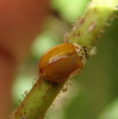 Adalia decempunctata -19