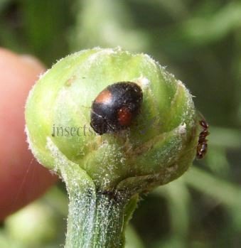 Scymnus apetzi -3