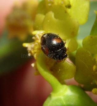 Scymnus apetzi -4