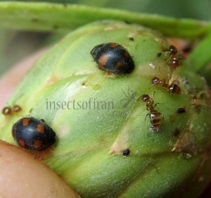 Scymnus frontalis