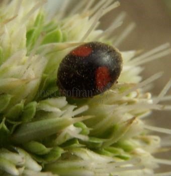 Scymnus interruptus -1