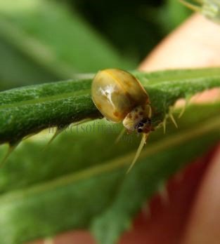 Adalia decempunctata -20