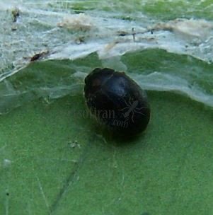 Scymnus rubromaculatus-2
