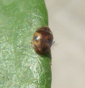 Scymnus sinuanodulus -1