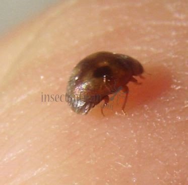 Scymnus sinuanodulus -2