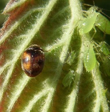 Scymnus sinuanodulus -4