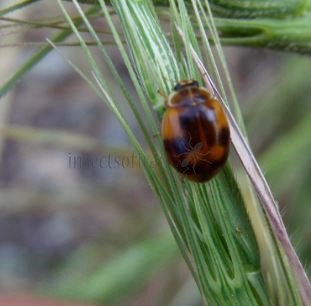 Adalia bipunctata -3