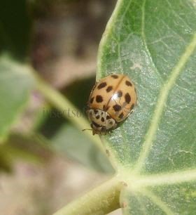 Adalia decempunctata -21