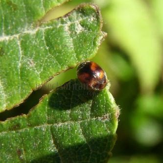 Scymnus sinuanodulus -7