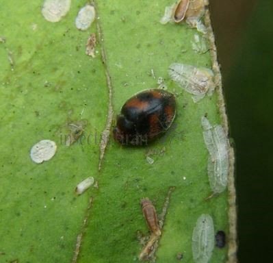 Scymnus sinuanodulus -8