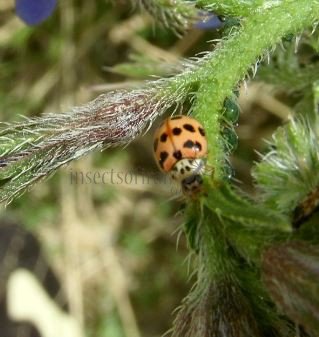 Adalia decempunctata -22
