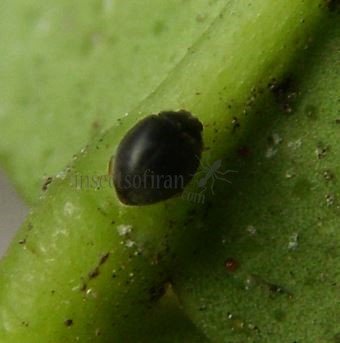 Stethorus  punctillum-1