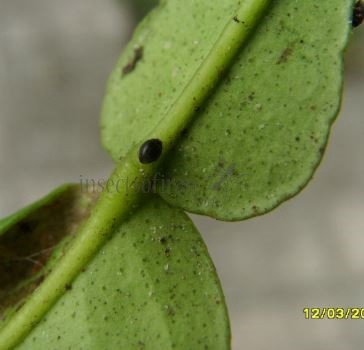 Stethorus  punctillum-2