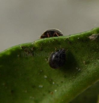 Stethorus  punctillum-6