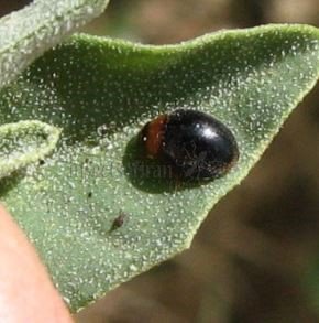  Coccinellidae-5