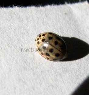 Thea vigintiduopunctata