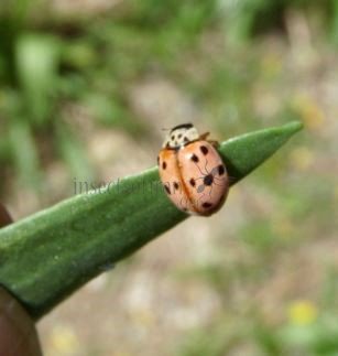 Adalia decempunctata -23