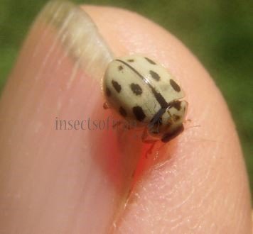 Tytthaspis sedecimpunctata