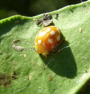 Vibidia duodecimguttata-2