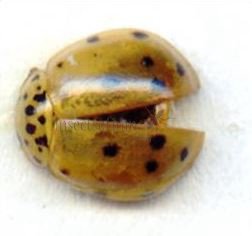 Adalia decempunctata -24