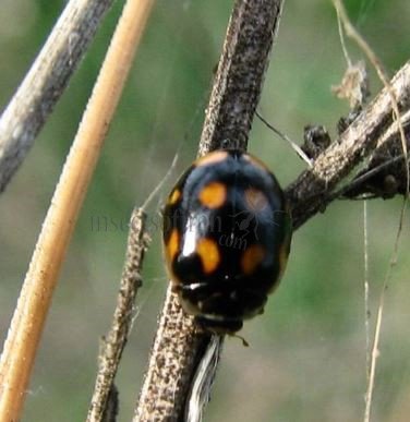 Beetles-Coccinellidae