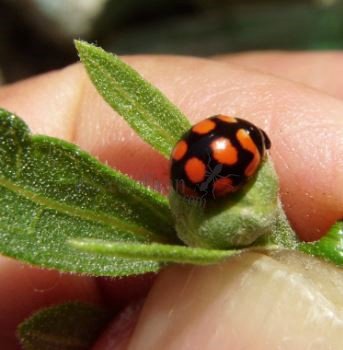 Adalia decempunctata -27