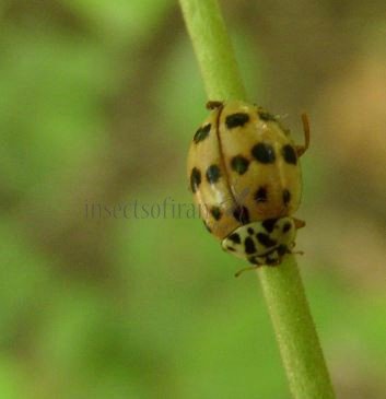 Adalia decempunctata -30