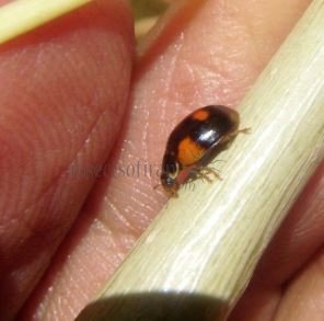 Adalia bipunctata -4