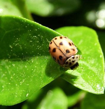 Adalia decempunctata -31