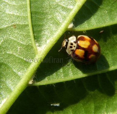 Adalia decempunctata-36