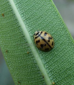 Cheilomenes sexmaculata-3