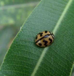 Cheilomenes sexmaculata-1