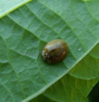 Adalia bipunctata -5