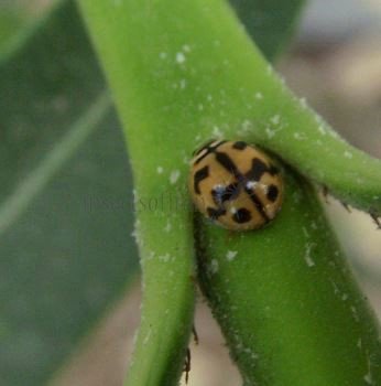 Cheilomenes sexmaculata-7