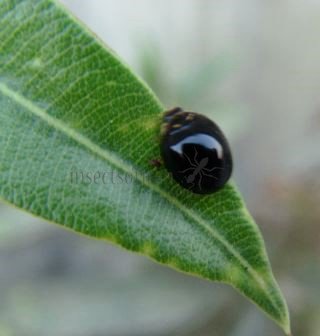 Cheilomenes sexmaculata-11
