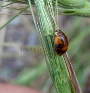 Adalia bipunctata -6