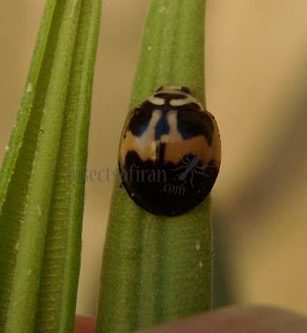 Cheilomenes sexmaculata-15