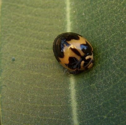 Cheilomenes sexmaculata-16