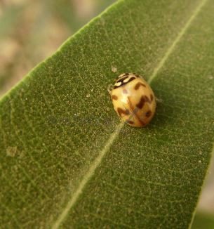 Cheilomenes sexmaculata-17
