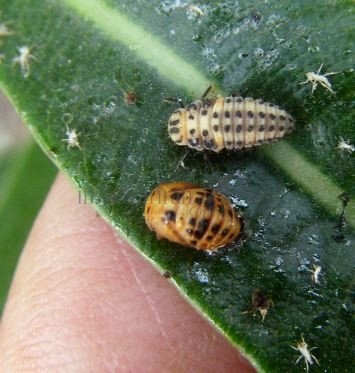 Cheilomenes sexmaculata-18