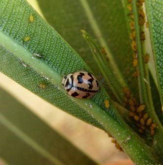 Cheilomenes sexmaculata-20