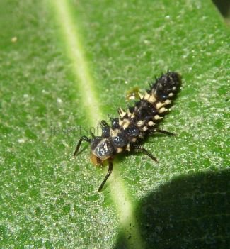 Cheilomenes sexmaculata-22