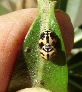 Cheilomenes sexmaculata-23
