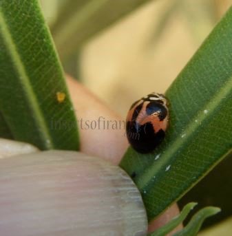 Cheilomenes sexmaculata-25