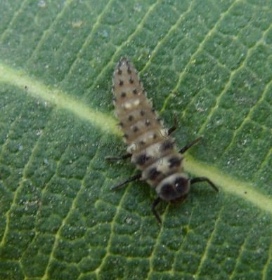 Cheilomenes sexmaculata-27