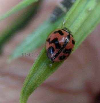 Cheilomenes sexmaculata-29