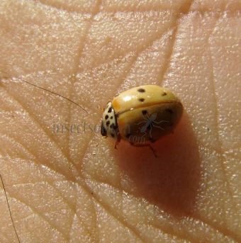 Adalia bipunctata -8