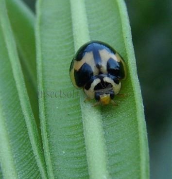 Cheilomenes sexmaculata-34